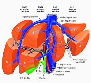 anatomy_of_liver
