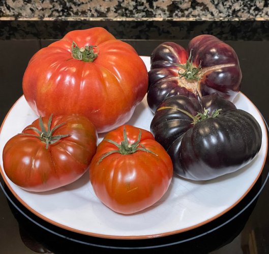 tomatoes (1)